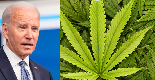 President Biden Addresses Marijuana Policy and Expungements at MLK Day Celebration